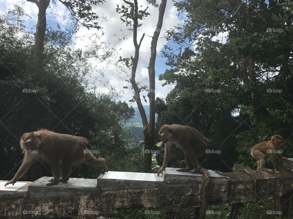 Monkeys doing monkey business i thailand