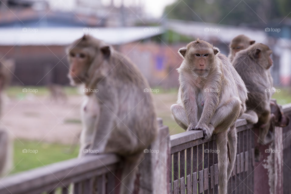 Monkey on the fence in the street