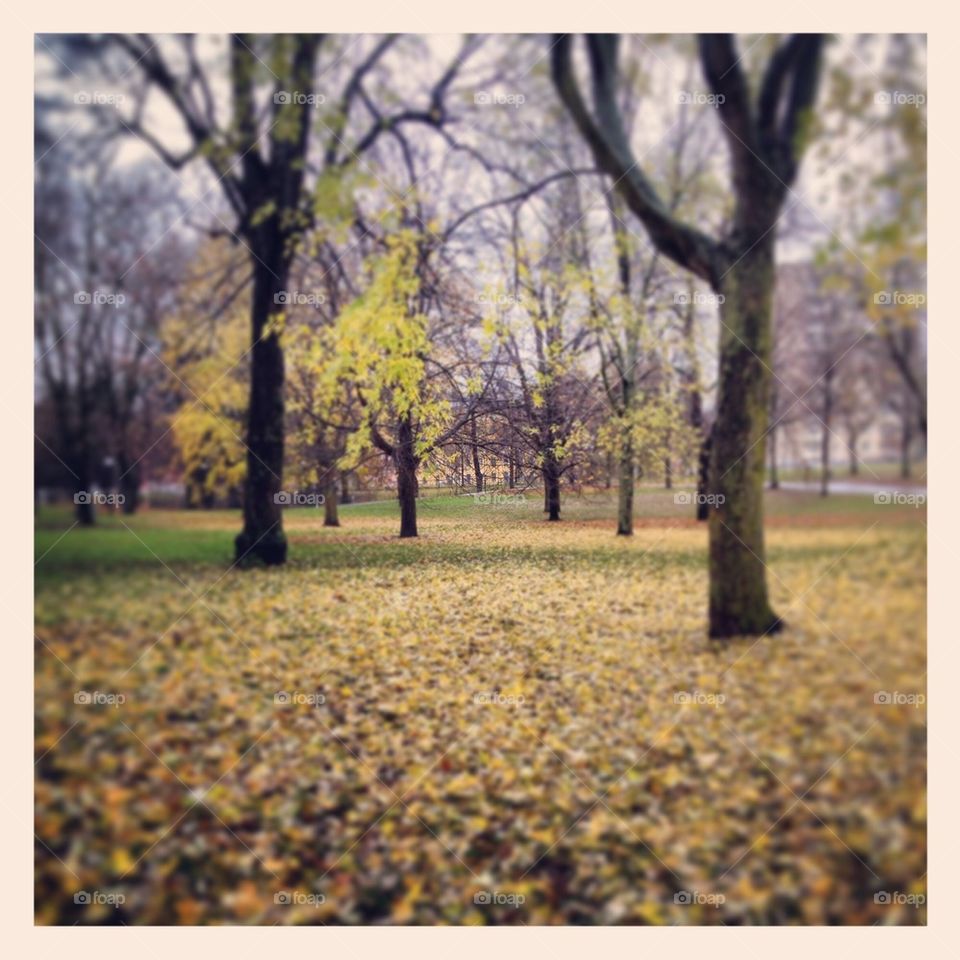 Park in autumn colors.