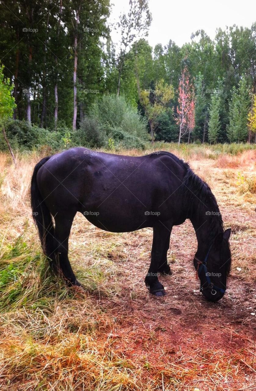 caballo comiendo en el campo