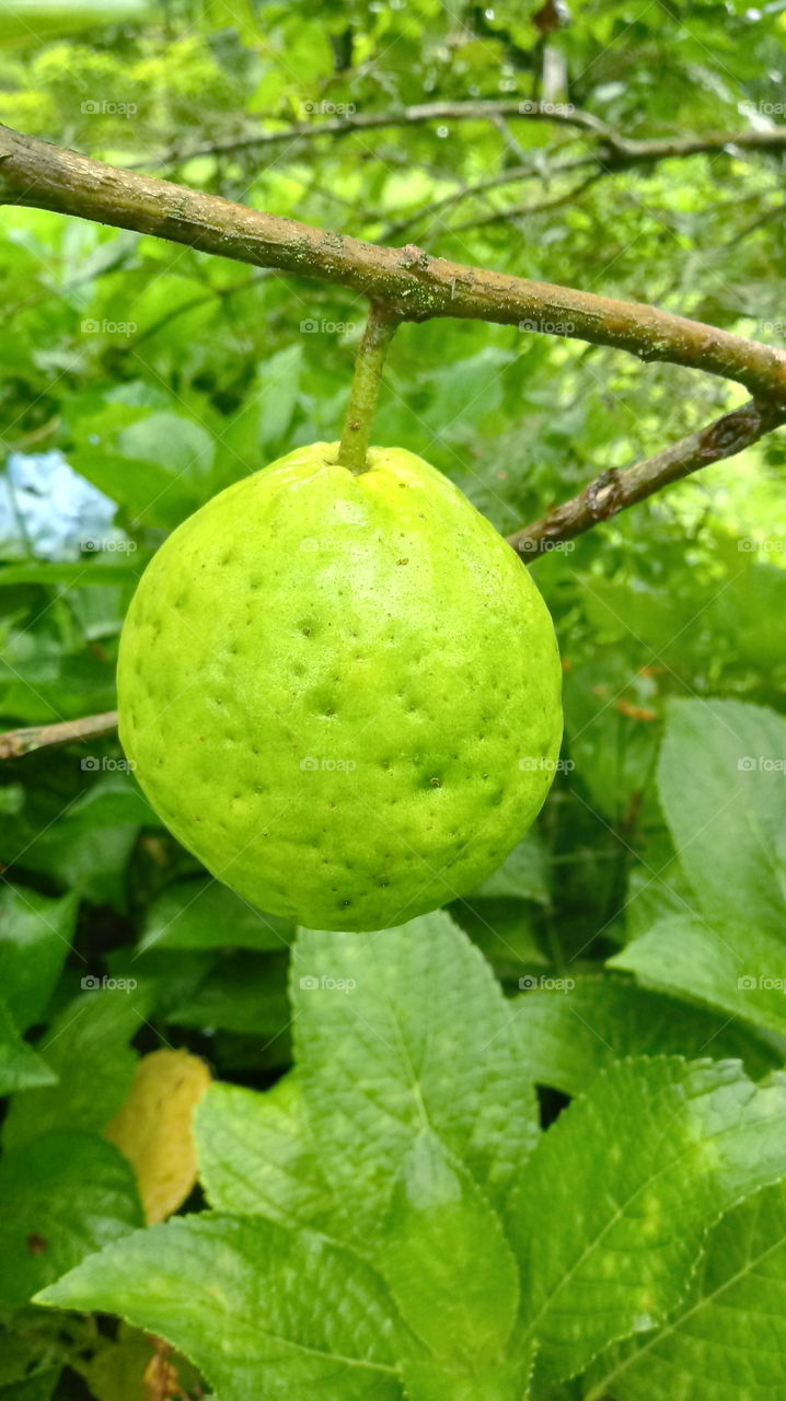 רגל גויה, פירות.