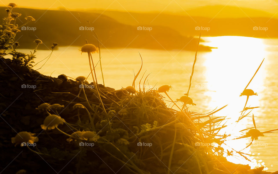 Golden afternoon on the seaside