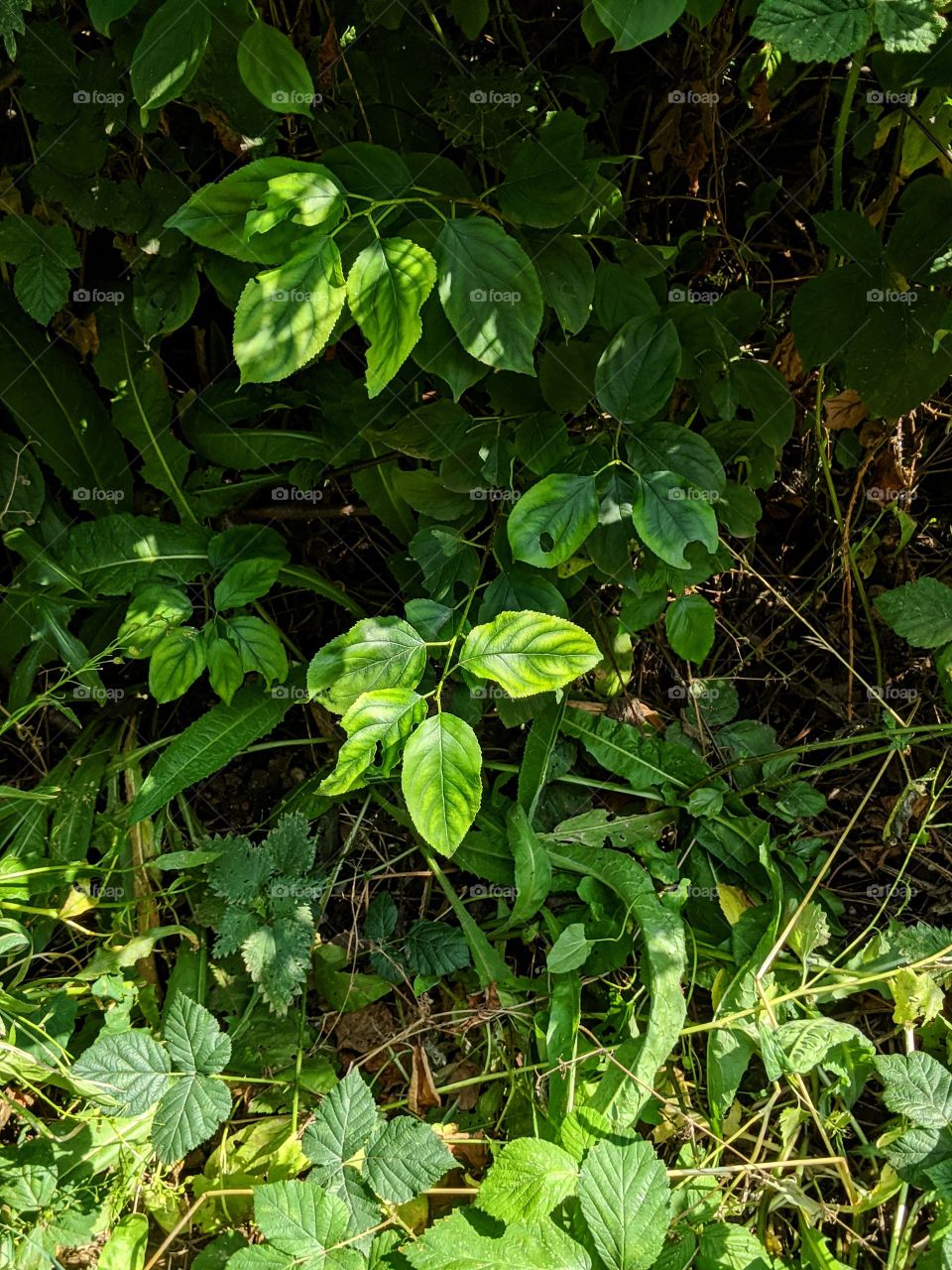 the shadows across leaves create interesting patterns of light to appreciate