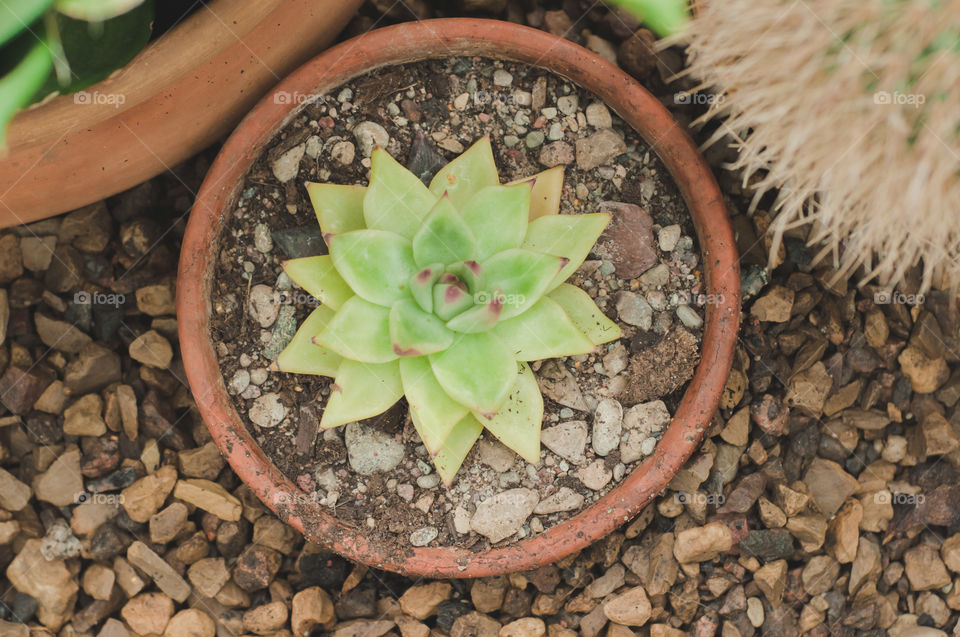 No Person, Nature, Ground, Gravel, Leaf