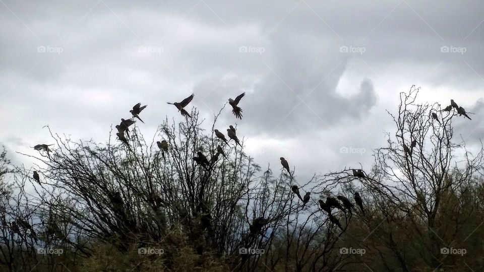 Wild parrots feeding