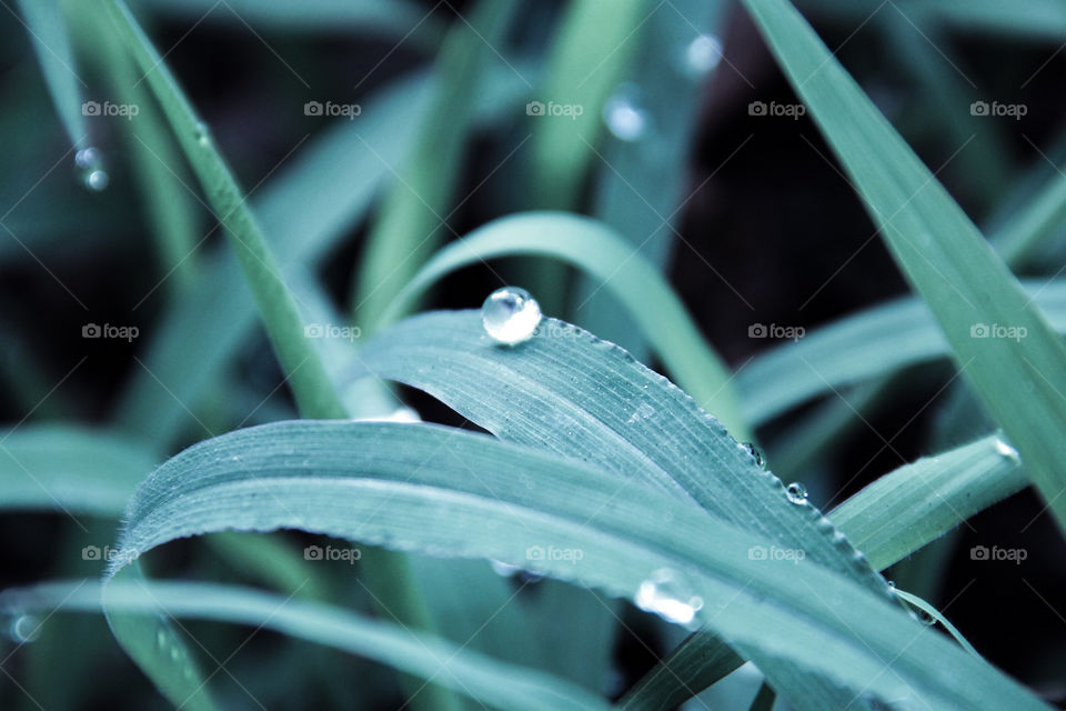 Have you ever looked at your neighbor’s grass up close after the rain passes by? 😂 I have! lol
Fine, call me weird. Or maybe my neighbors will.
But I was quite happy with the result- a raindrop on my neighbor’s grass.
Taken in Chestnut Hill, MA, USA.