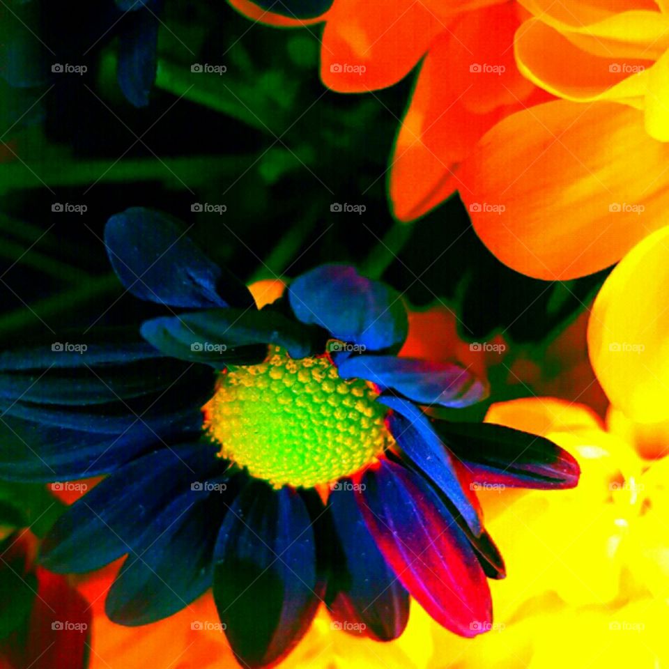 Flower, Nature, Summer, Flora, Garden
