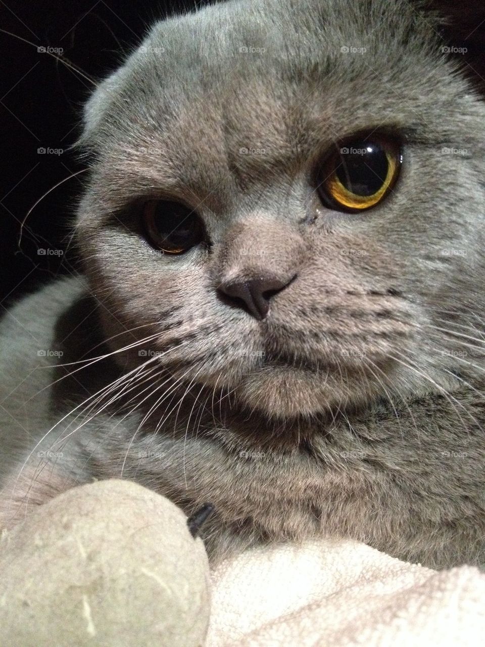 Scottish Fold