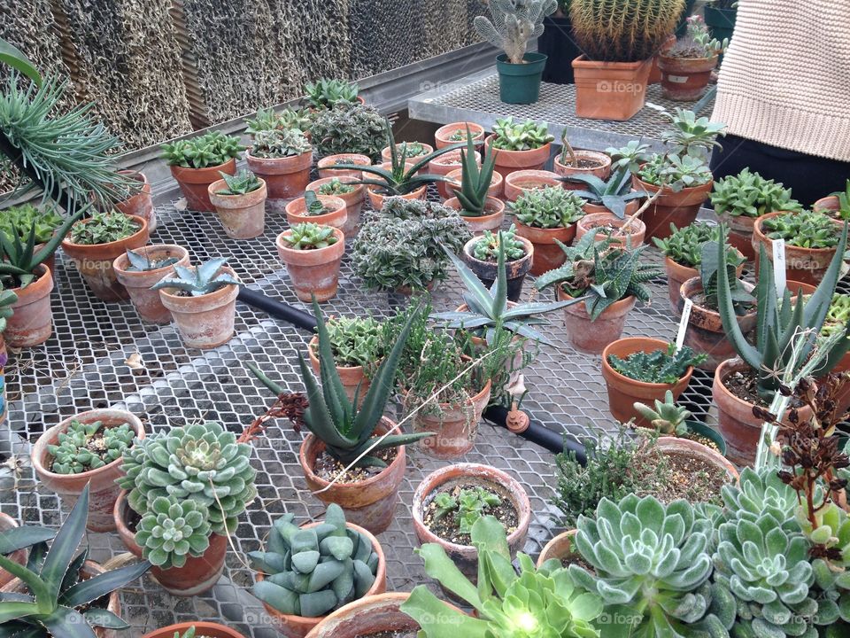 Succulents . Assortment of succulents, cactus, and other plants 