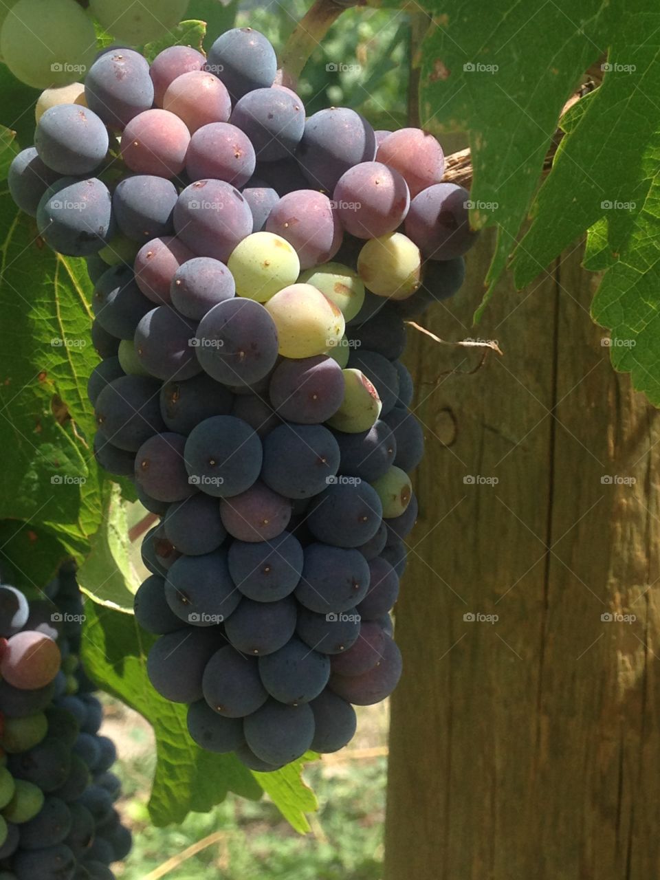 Grapes from the vineyard