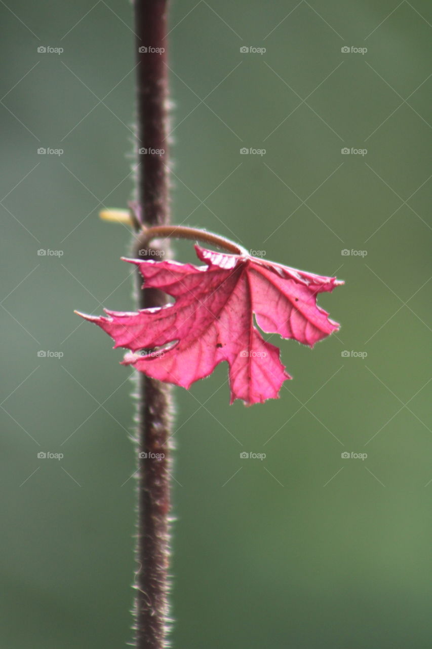 nature always like the colour of pink