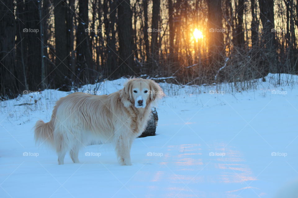 pure michigan snow day