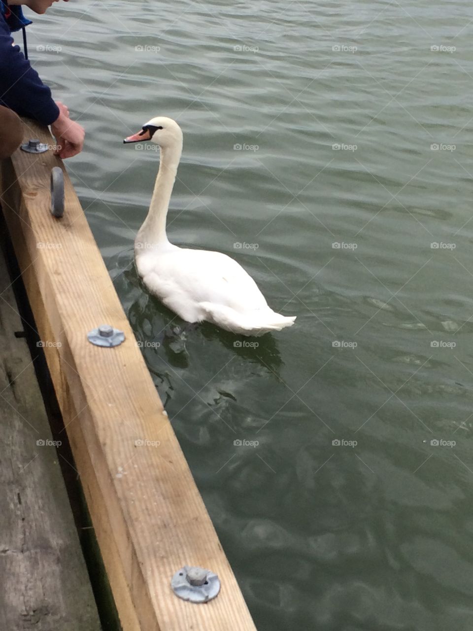 Swan by the pier