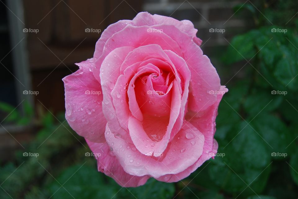 Pink Rose. Taken right after a rain