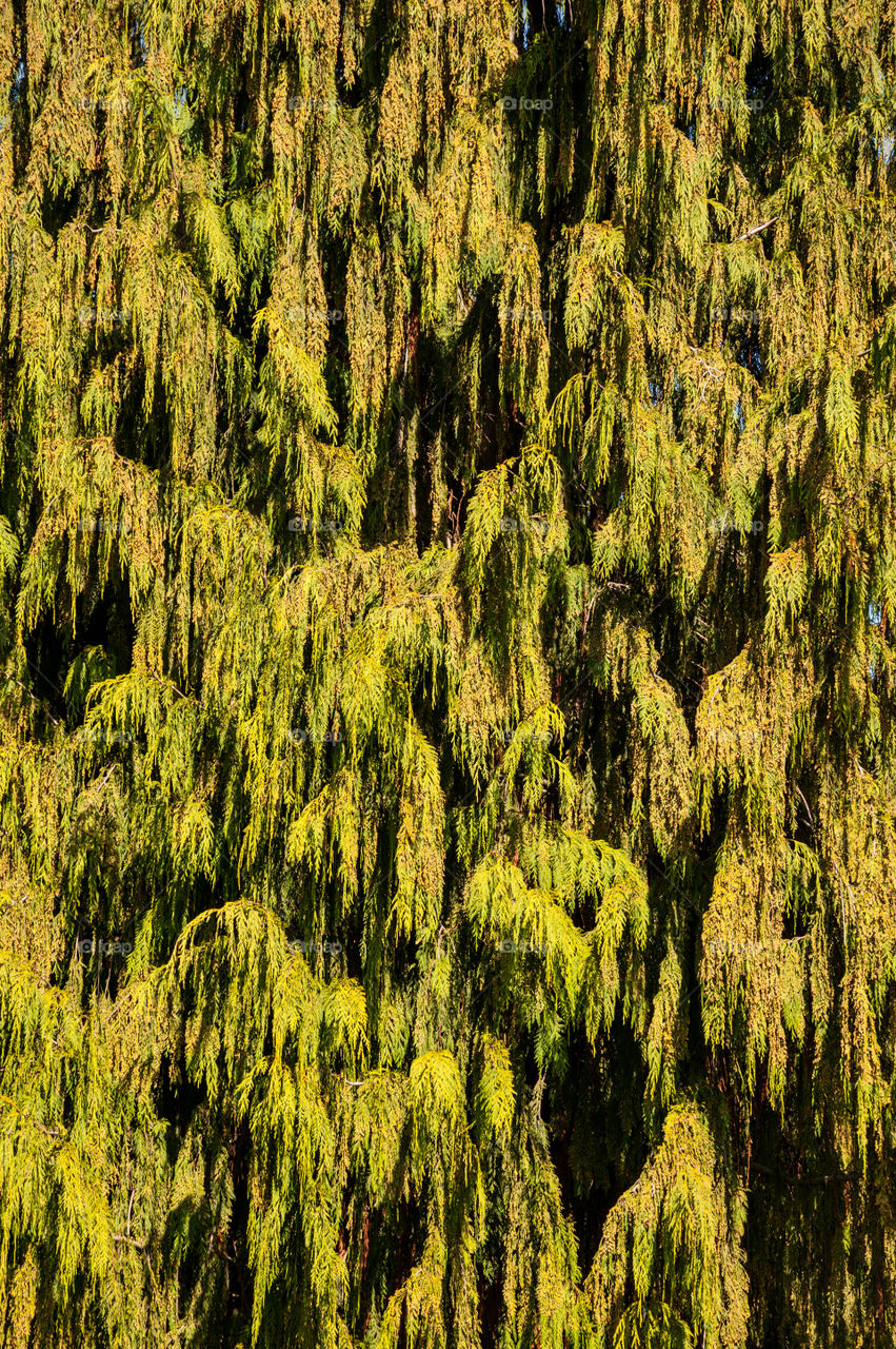 High angle view of green treetop