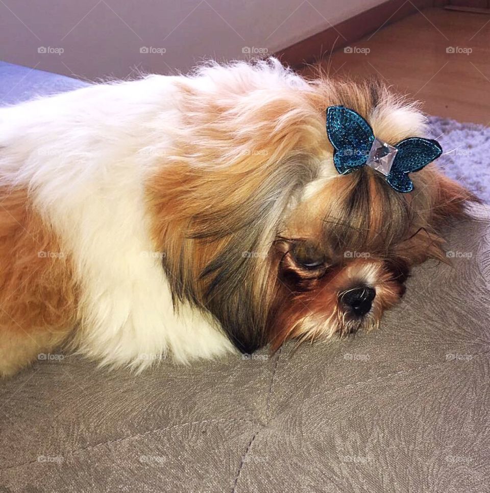 Puppy breed Shitszu with bow