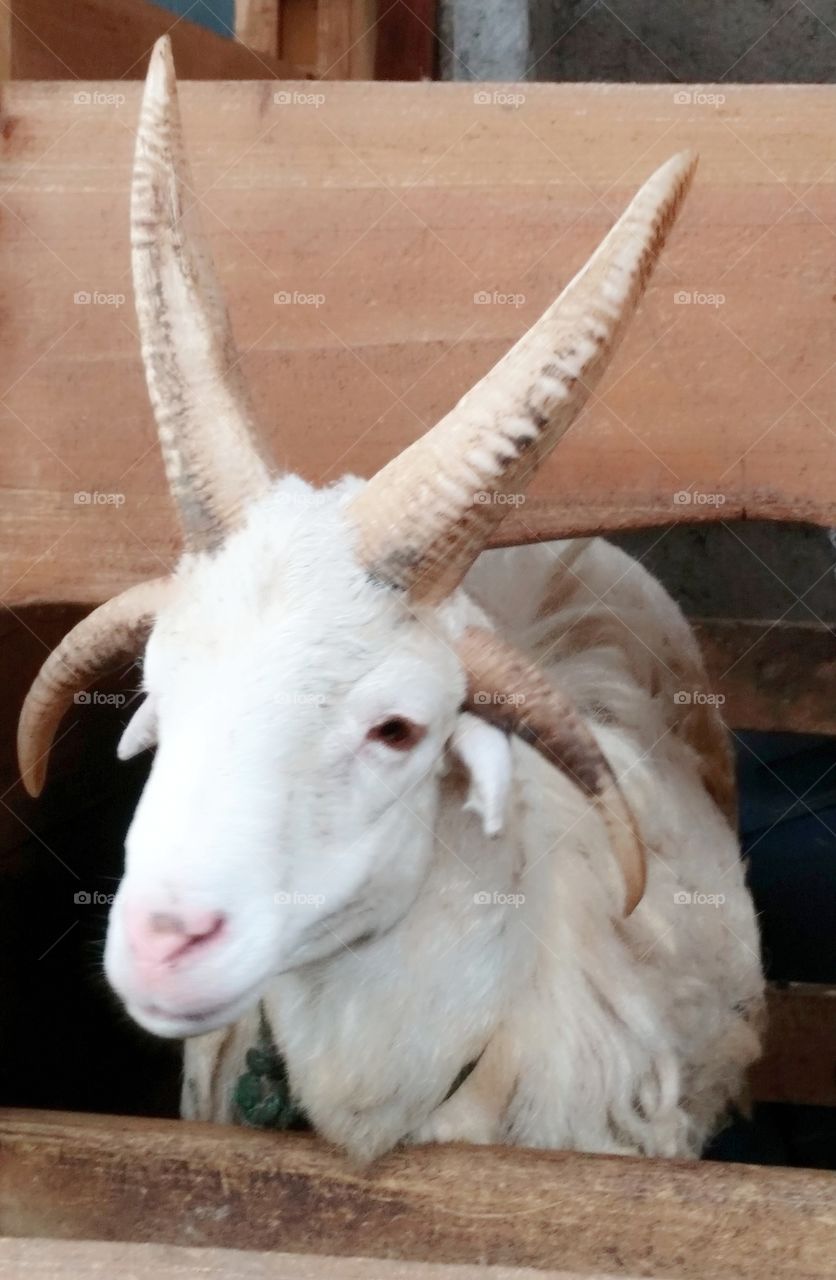 its goat for horn very unique at west java