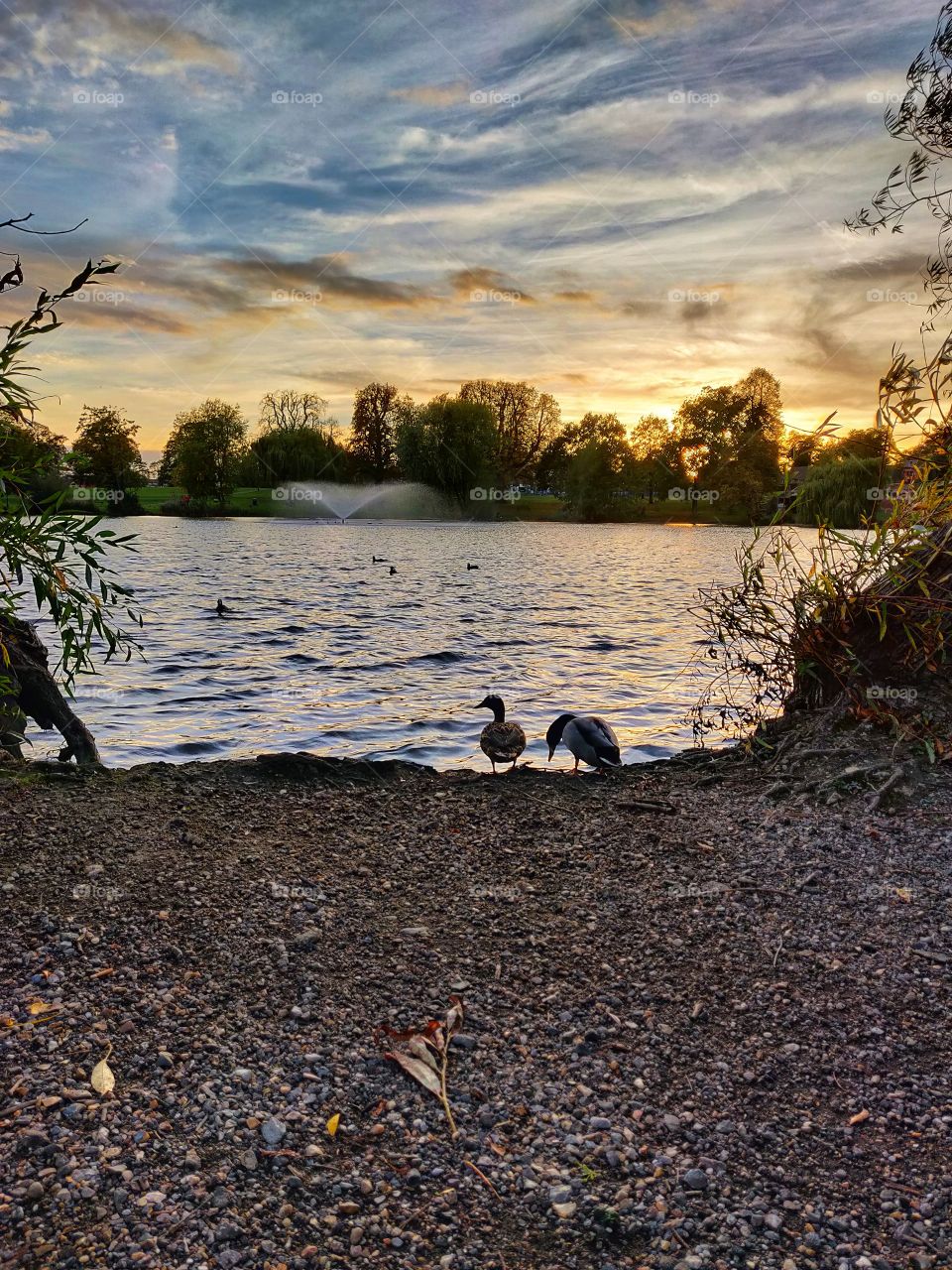 Sunset with the ducks