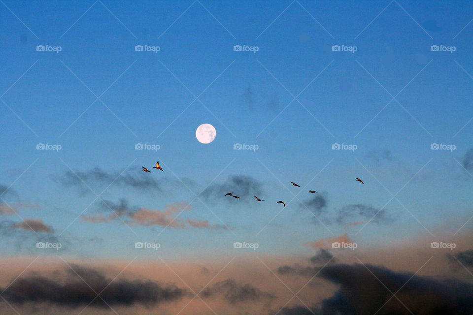 sky clouds birds ducks by mmcook