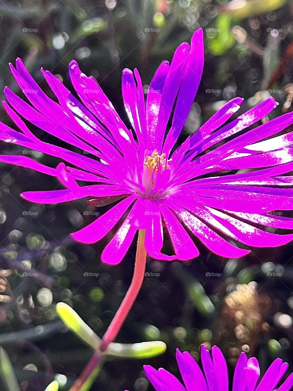 Delosperma Iceplant Pink Flower