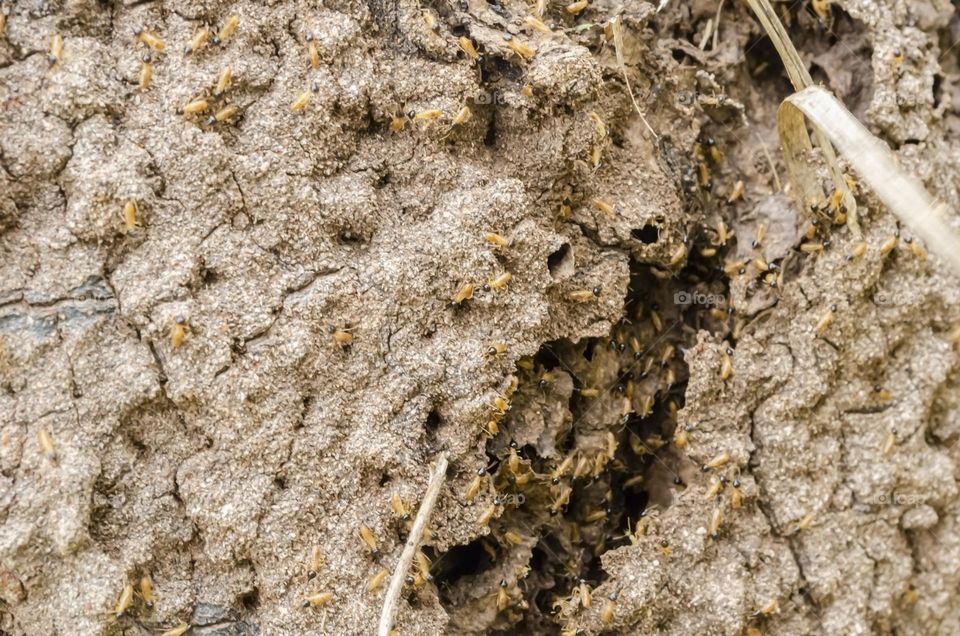 Coptotermes Ants Nest Closeup