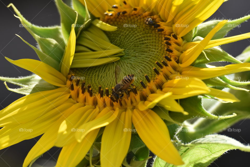 Sun flower/Girassol.