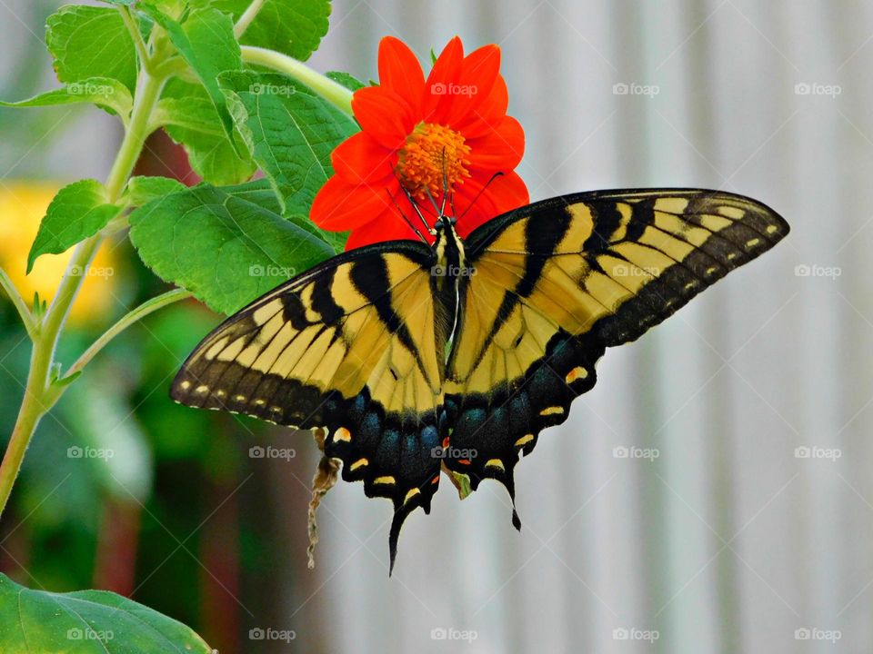 Beautiful and colorful Eastern Tiger Swallowtail Butterfly feeding on a orange Mexican Sunflower 