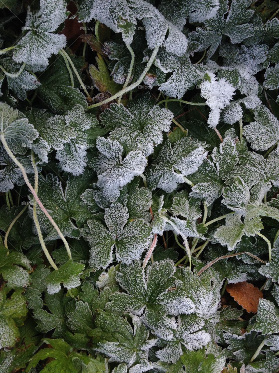 Hyde park corner plants covered with frost on an icy cold morning 