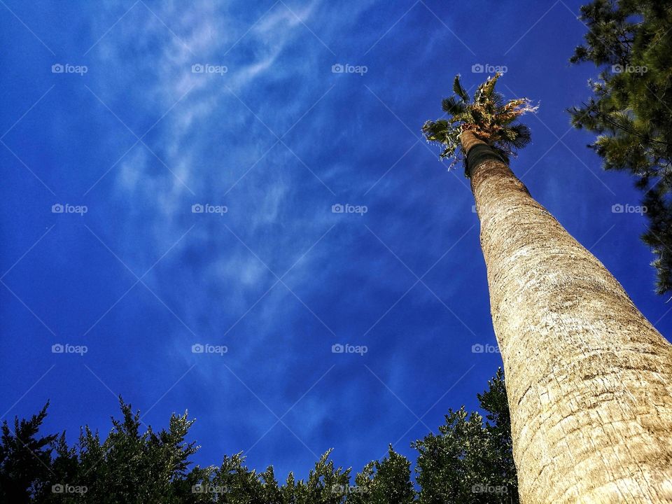 Low angle of view of a palm tree