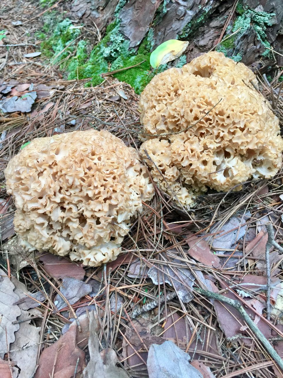 Mature Coral mushrooms after a recent rainfall. 