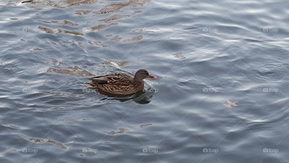 mallard swimming during the cold