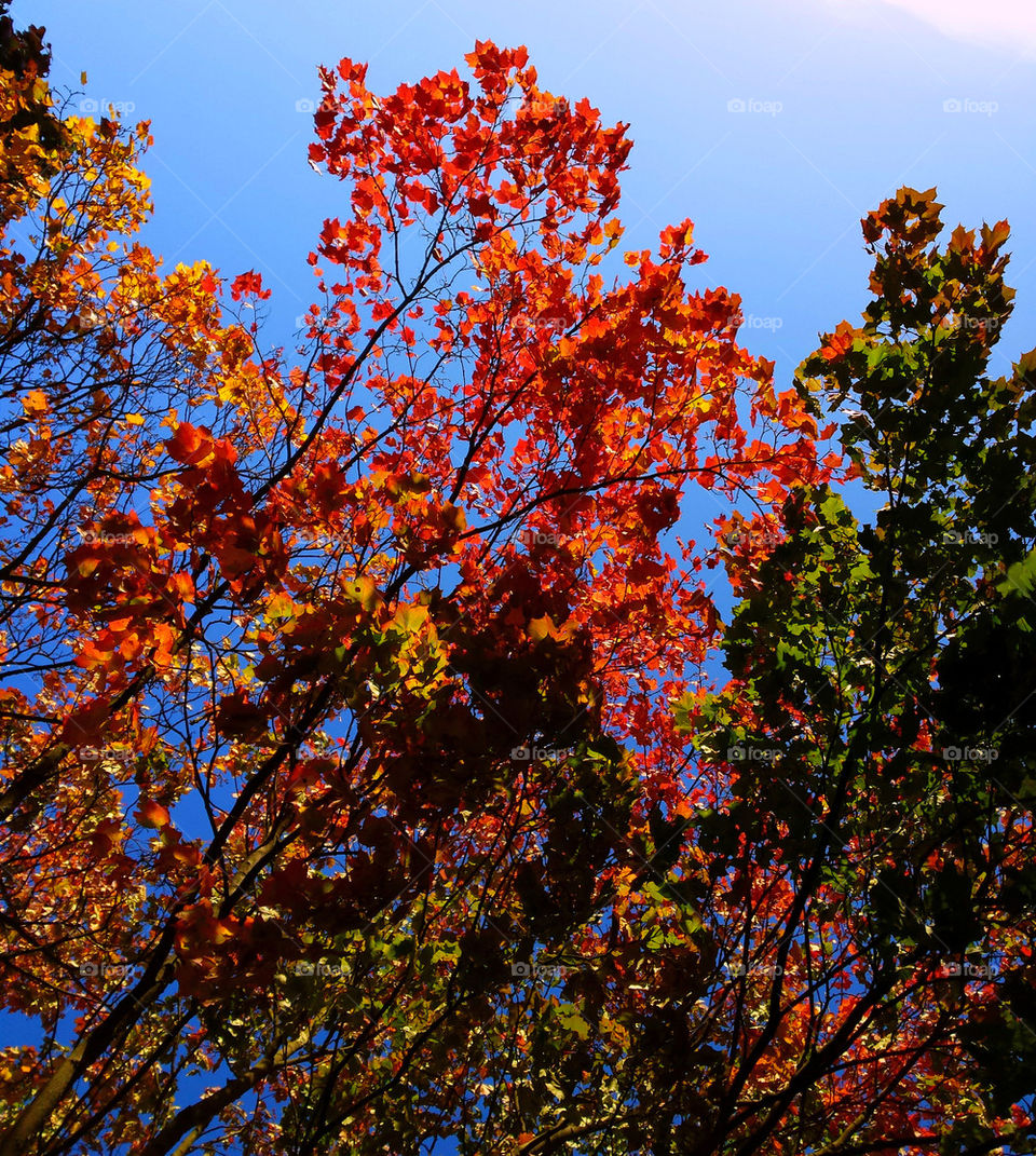 Autumn color blast