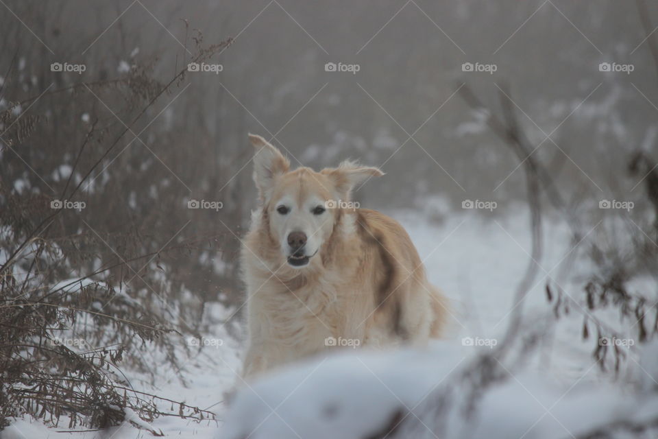 Kaci,  our golden retriever dashing through the snow on a foggy fall December day