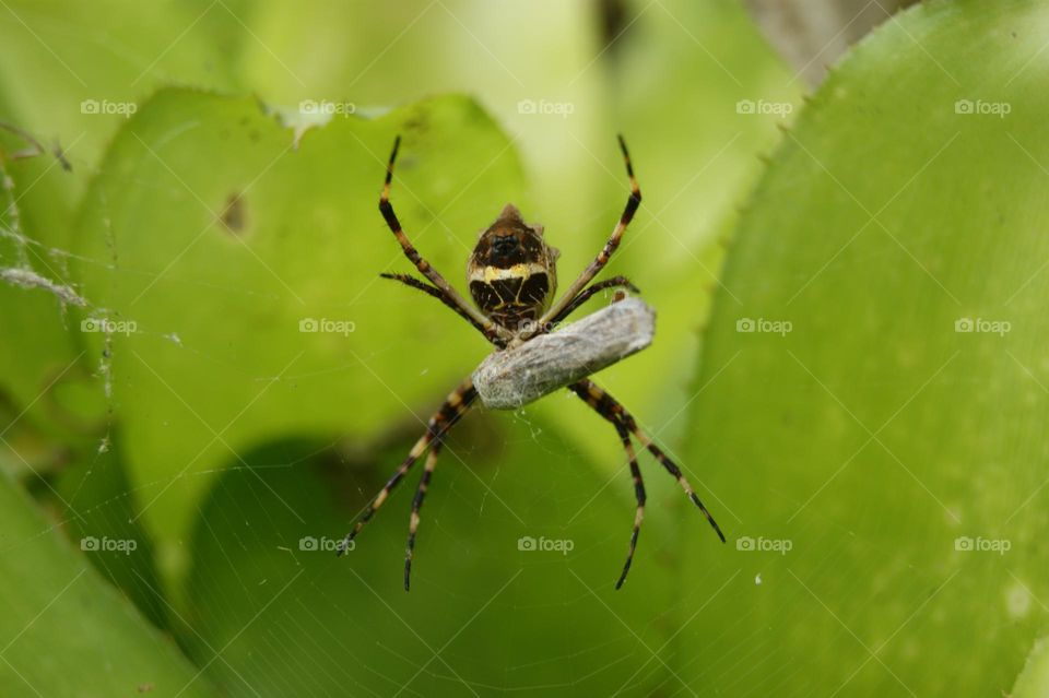 spider