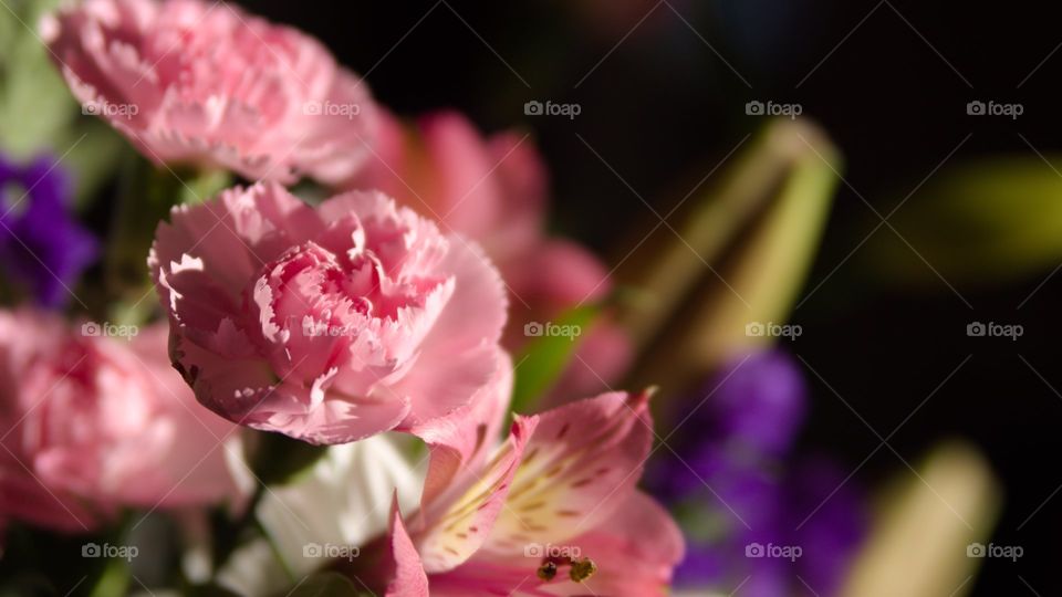 Pink Flowers