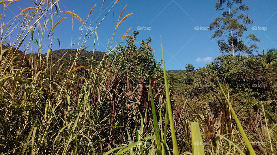 MEIO-AMBIENTE CÉU AZUL