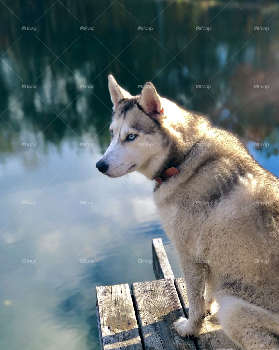 Beautiful Siberian husky dog three quarter view against tranquil pond 