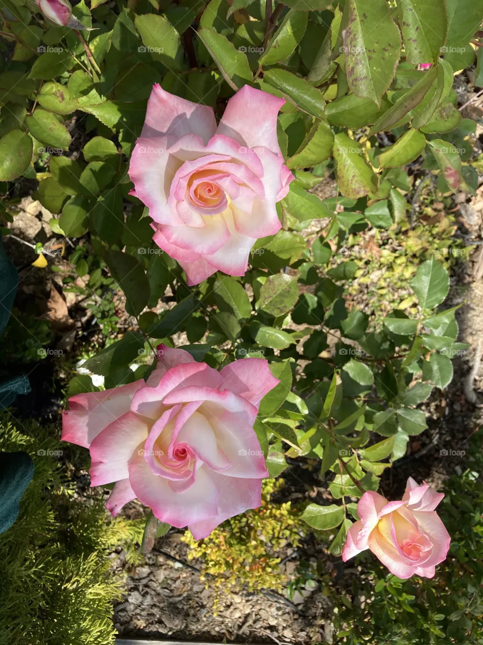 Pink roses 
