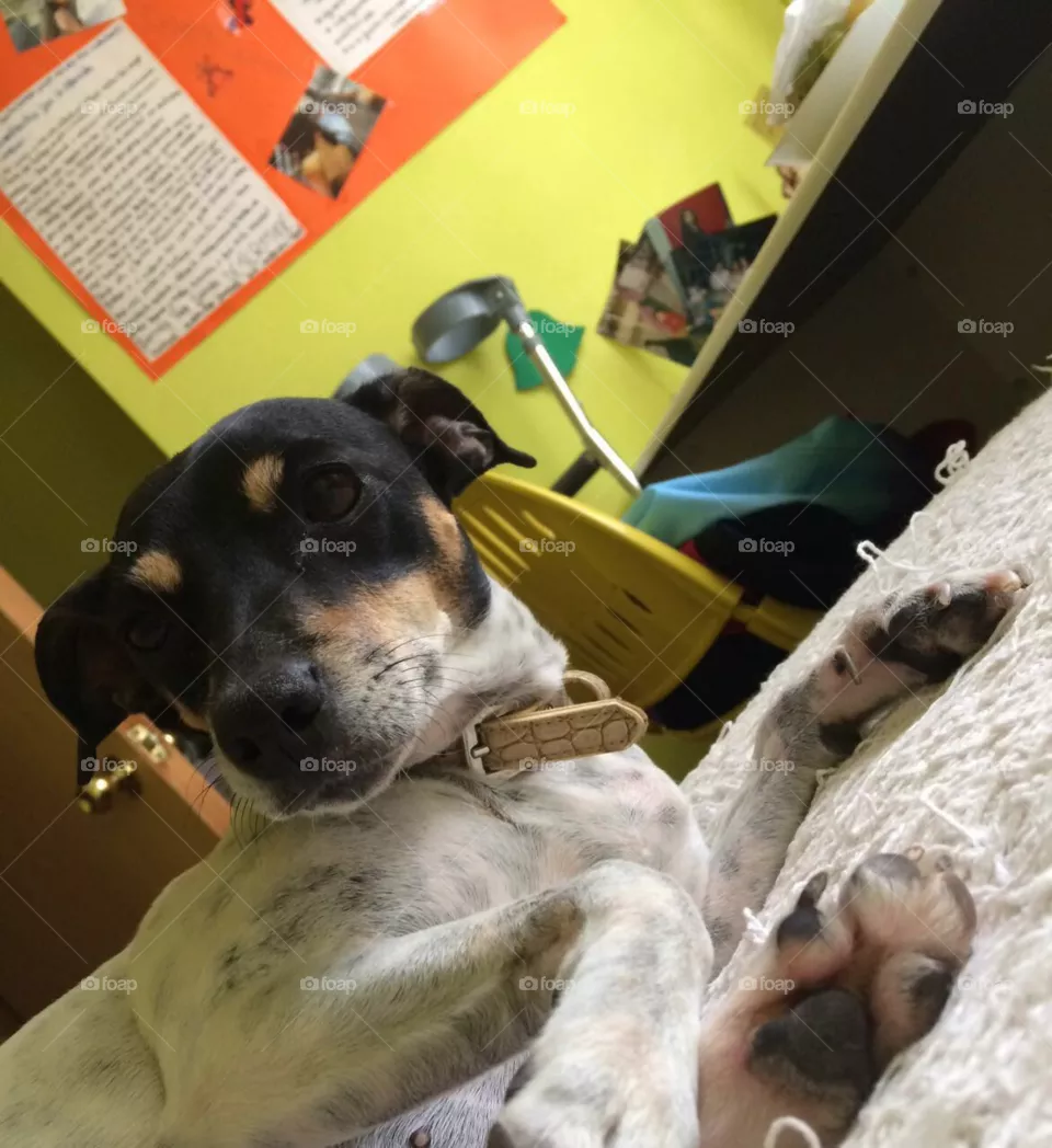 Lulú 