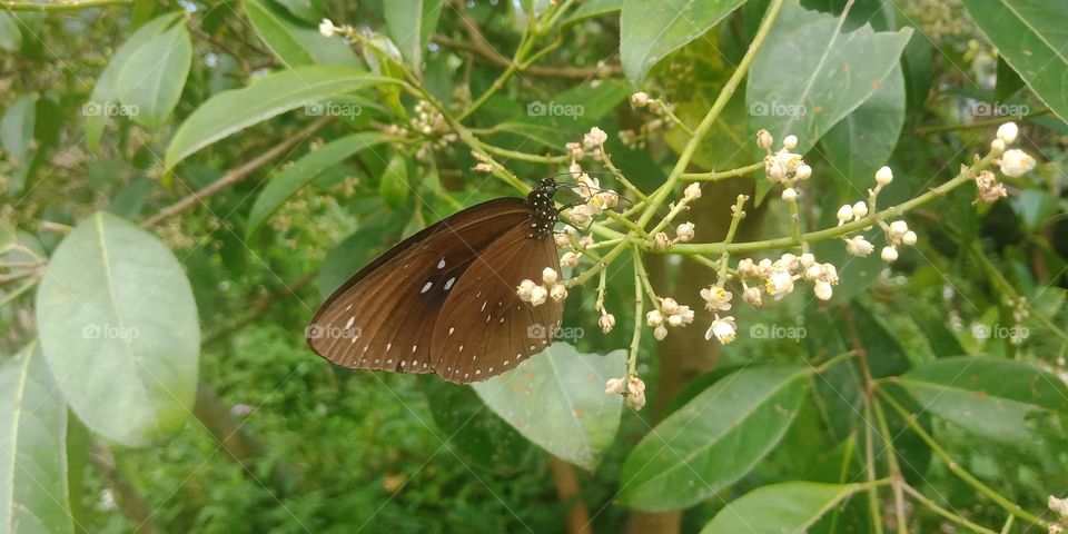Beautiful and cute butterfly