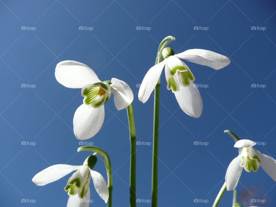 Overhead view of white flowers