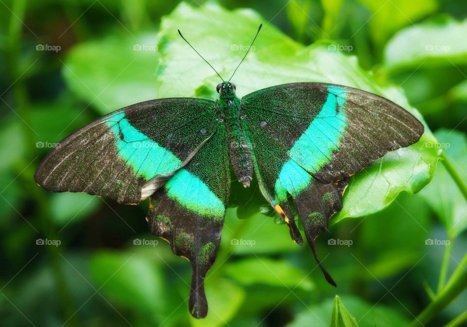 Close-up of butterfly on flower