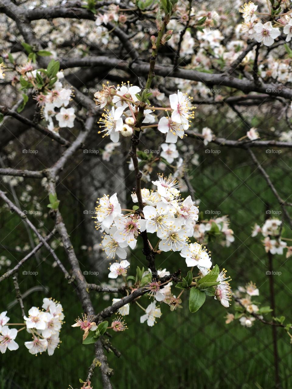 Blossom cherry tree 