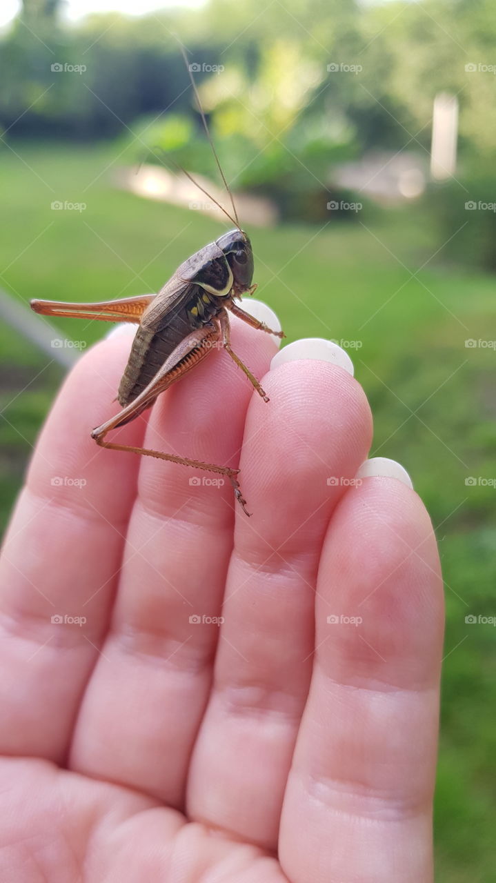 grasshopper?