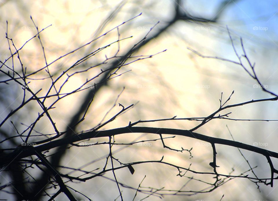 Aphyllous Autumn Tree 