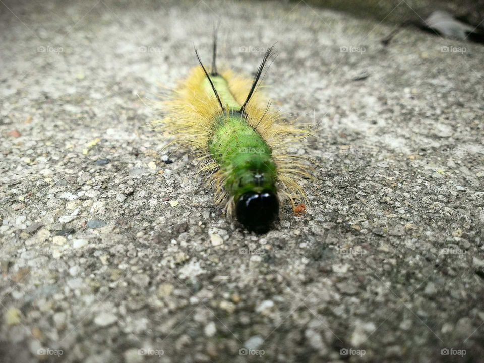 Caterpillar