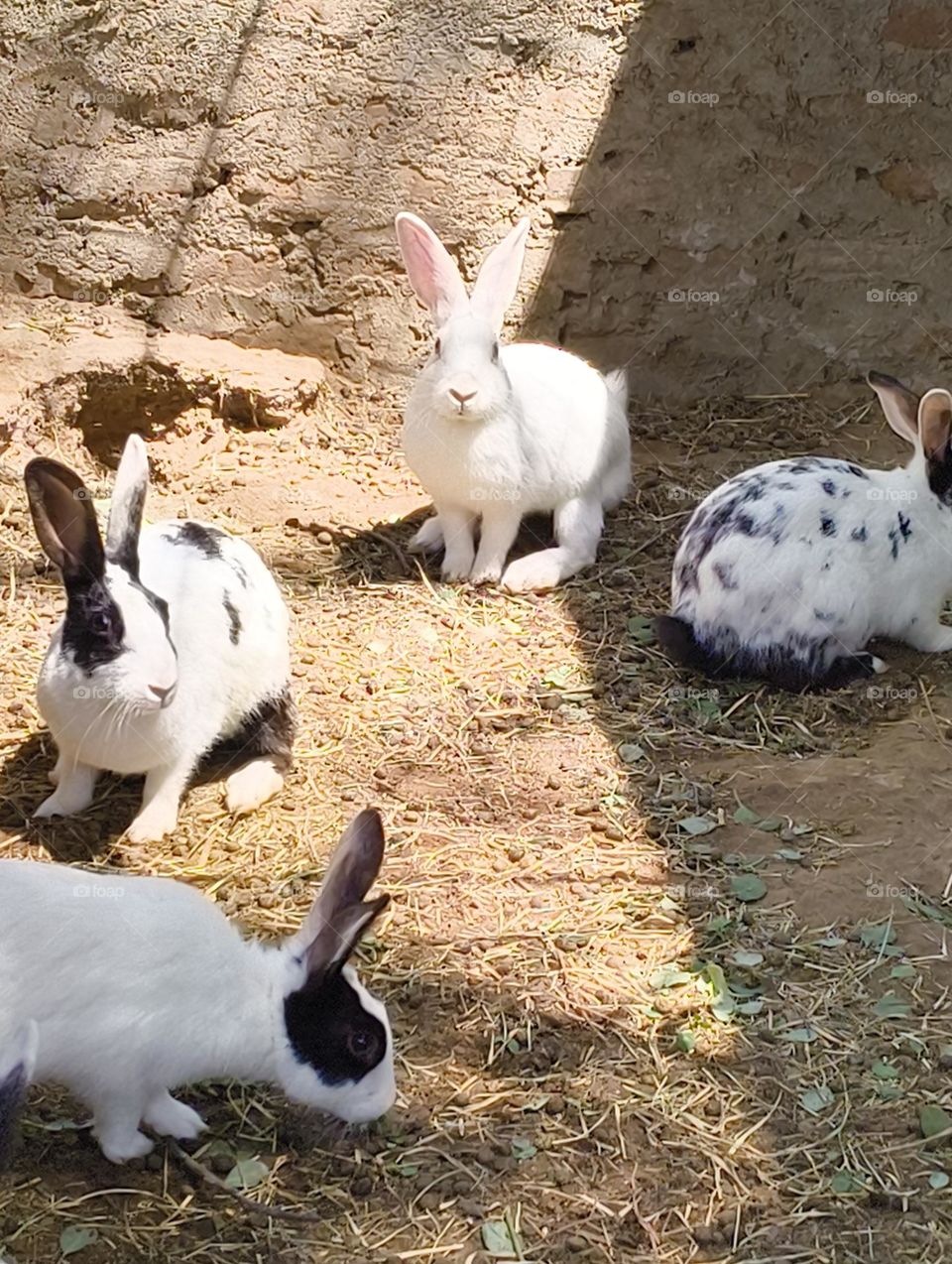 rabbit 🐇🐰 in the house 🏠