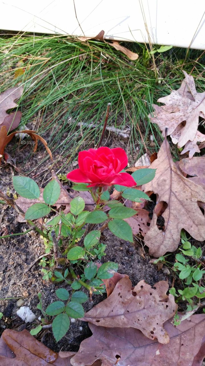 November Rose