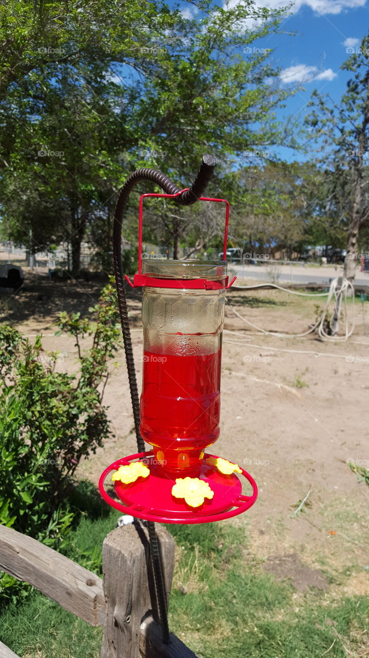 hummingbird juice