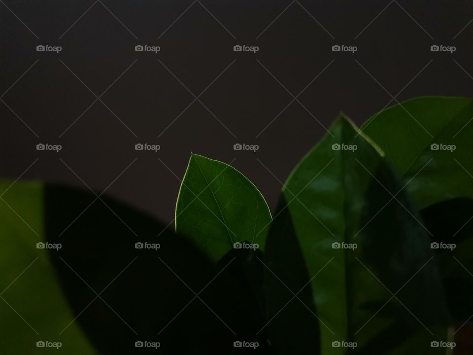 Close Up Green Leaves of Zamioculcas

Zamioculcas Zamiifilia